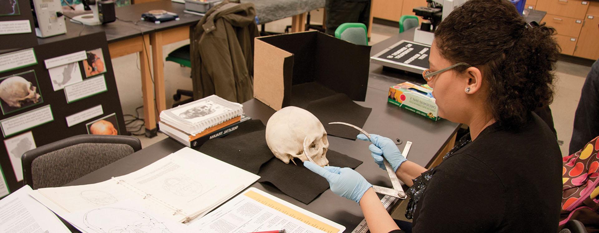 WLC student measuring skull in lab